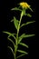 Inflorescence of yellow rhodiola rosea flowers, isolated on black background