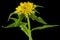 Inflorescence of yellow rhodiola rosea flowers, isolated on black background