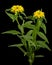 Inflorescence of yellow rhodiola rosea flowers, isolated on white background