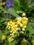 Inflorescence yellow small flowers on a branch