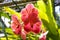 Inflorescence yellowish pink orange Vanda and Ascocenda orchid bunch flower.