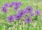 Inflorescences of Allium giganteum (giant onion)