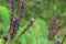 Inflorescences of Amorpha plant among green leaves