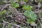 Inflorescences of butterbur, pestilence wort, Petasites hybridus