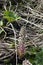 Inflorescences of butterbur, pestilence wort, Petasites hybridus