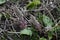 Inflorescences of butterbur, pestilence wort, Petasites hybridus