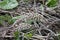 Inflorescences of butterbur, pestilence wort, Petasites hybridus