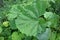 Inflorescences of butterbur, pestilence wort, Petasites hybridus