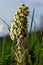 Inflorescences of butterbur, pestilence wort, Petasites hybridus.Blossom, Common butterbur. A blooming butterbur Petasites