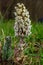 Inflorescences of butterbur, pestilence wort, Petasites hybridus.Blossom, Common butterbur. A blooming butterbur Petasites