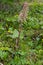 Inflorescences of butterbur, pestilence wort, Petasites hybridus.Blossom, Common butterbur. A blooming butterbur Petasites