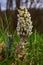 Inflorescences of butterbur, pestilence wort, Petasites hybridus.Blossom, Common butterbur. A blooming butterbur Petasites