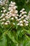 The inflorescences chestnut of horse common Aesculus hippocastanum L