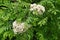 Inflorescences of common mountain ash Sorbus aucuparia L. Spring