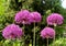 Inflorescences of decorative onions (Allium) against greens