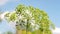 Inflorescences of dill against the blue sky. Growing dill on a farmer`s plantation. Close-up blooming dill in the summer