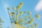 Inflorescences of dill against the blue sky. Growing dill on a farmer`s plantation. Close-up blooming dill in the summer