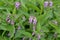 Inflorescences of the drug trench Symphytum officinale L