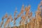 Inflorescences of dry ordinary reed growing on the riverbank