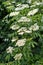 Inflorescences of Elderflower