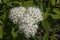 Inflorescences of forest meadowsweet