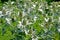 Inflorescences of giant erythematosus, cultivar Silver Ghost Eryngium giganteum M. Bieb