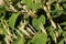 Inflorescences of Giant knotweed Reynoutria sachalinensis in a garden