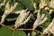 Inflorescences of Giant knotweed Reynoutria sachalinensis in a garden