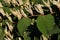 Inflorescences of Giant knotweed Reynoutria sachalinensis in a garden