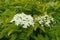 Inflorescences of gold leaf European elderberry