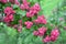 Inflorescences of a hawthorn blood-red Crataegus sanguinea Pall