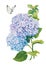 Inflorescences hydrangea butterfly gentle painting in gouache