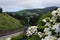 Inflorescences of large white hydrangeas against the backdrop of a picturesque landscape.