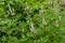 Inflorescences in the leafage of Vitex agnus-castus