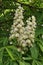 Inflorescences and leaves of horse chestnut