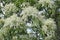 Inflorescences of manna ash