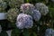 Inflorescences of multicolored hydrangea