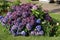 Inflorescences of multicolored hydrangea