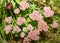 Inflorescences of Ochitok Latin. Sedum telephum or hare cabbage