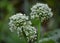 Inflorescences onions from seed