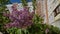 Inflorescences of purple lilac on a blurred background of building