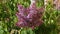 Inflorescences of purple lilac in windy sunny weather close-up