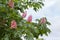 Inflorescences of red horse chestnut on tree against cloudy sky