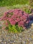 Inflorescences of Sedum flowers close-up, lat. Hylotelephium sp