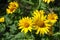 Inflorescences of smooth oxeye in summer