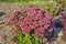 Inflorescences of succulent Sedum flowers close-up, lat. Hylote