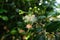 Inflorescences of Syzygium paniculatum, aka the magenta lilly pilly or magenta cherry.