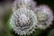 Inflorescences of woolly burdock Arctium tomentosum
