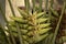 infloresence of travellers palm, scientific name ravenala madagascariensis