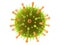 Influenza virus